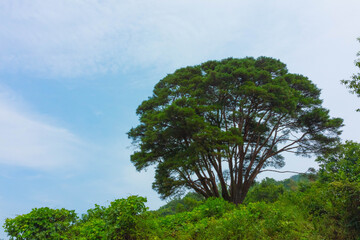 Obraz premium 소나무와 바다