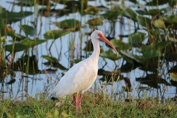 White Ibis