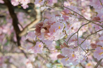 cherry blossom