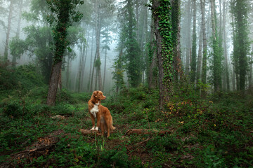 red dog in foggy forest. Nova Scotia Duck Tolling Retriever in nature. pet in fairy forest. 