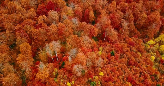 Flying directly above beautiful treetops in the stunning lush red beech forest in Carpathian mountains in autumn. Aerial view. Red.