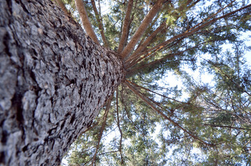 pine