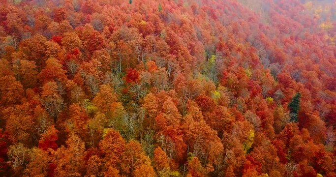 Flying directly above beautiful treetops in the stunning lush red beech forest in Carpathian mountains in autumn. Aerial view. Red.