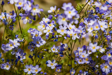 Alpine Forget me nots wildflowers
