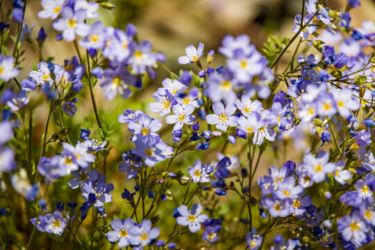 รูปภาพMiosotis – เลือกดูภาพถ่ายสต็อก เวกเตอร์ และวิดีโอ49,519 | Adobe Stock