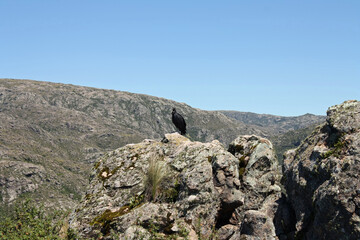 Birdwatching. View of an Andean condor in the rocky mountaintop.	
