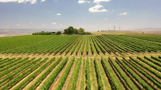 fly through Tabor Winery drone shot north israel kineret view vineyard field