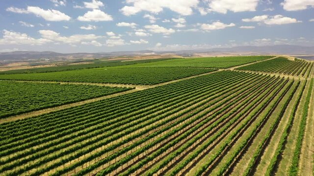 fly through Tabor Winery drone shot north israel kineret view vineyard field