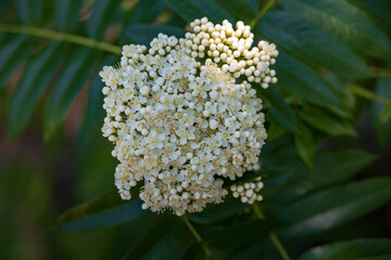 Elderberry flower clusters close-up