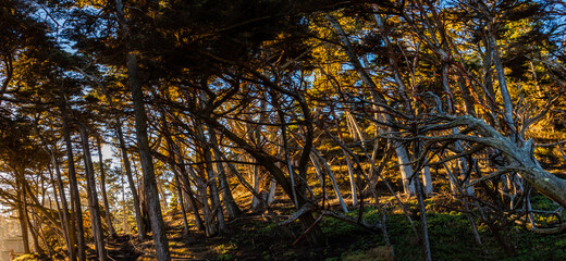 Twisted and Bent Monterey Cypress Trees (Cupressus macrocarpa) on The North Shore Trail, Point Lobos State Natural Reserve, Big Sur, California, USA