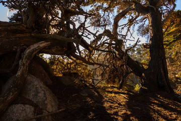 Obraz premium Twisted and Bent Monterey Cypress Trees (Cupressus macrocarpa) on The North Shore Trail, Point Lobos SNatural Reserve, Big Sur, California, USA