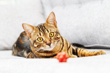 Bengal young cat lie on gray sofa, cute tabby kitten is looking on small red toy ball.