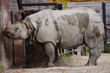 Fototapeta premium white rhino in the zoo