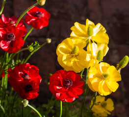 Delicate bright colored double flowered Anemone a genus of 120 species of flowering plants in the family Ranunculaceae, native to the temperate zones ,add color to the winter and spring landscape. © allymoon