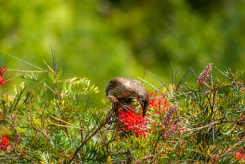 Wattle Bird Head Down