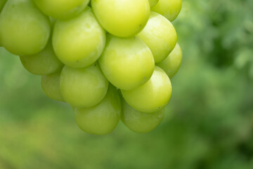 大粒のシャインマスカットのアップ/葡萄、ブドウ、グレープ