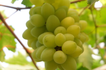 Green grapes in the vineyard