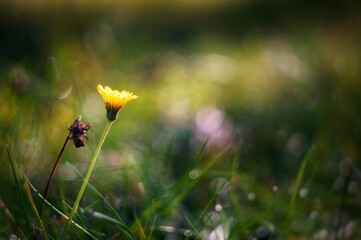 Dandelion in the field with soft focus en beautiful glowing bokeh in the back. Contrast between life and death