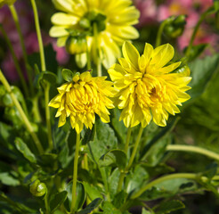 Double butter cup yellow dahlia a genus of bushy, tuberous, herbaceous perennial plants in bloom in summer  is a magnificent addition to any garden.