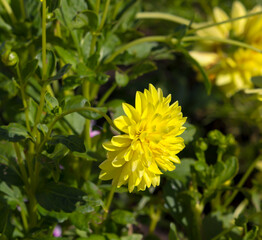 Double butter cup yellow dahlia a genus of bushy, tuberous, herbaceous perennial plants in bloom in summer  is a magnificent addition to any garden.