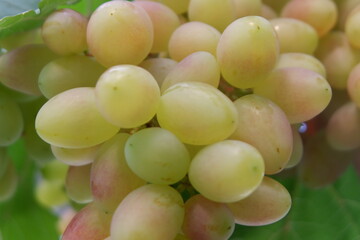 Ripe grapes in the vineyard