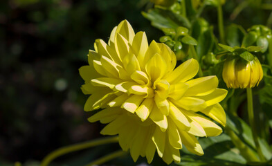 Double butter cup yellow dahlia a genus of bushy, tuberous, herbaceous perennial plants in bloom in...