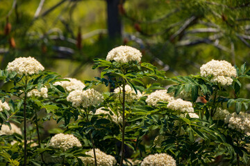 Elderberry flower clusters