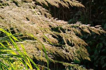 Sunlit common reed background