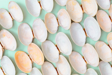 White and soft pink shells. Summer design background with natural beautiful seashells.