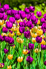 Obraz premium Purple and Yellow Tulips, Grant Park, Chicago, Illinois, USA