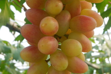 Green grapes in the vineyard