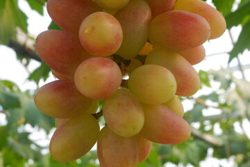 Green grapes in the vineyard