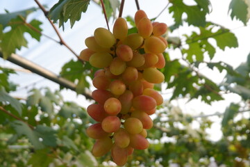 Green grapes in the vineyard