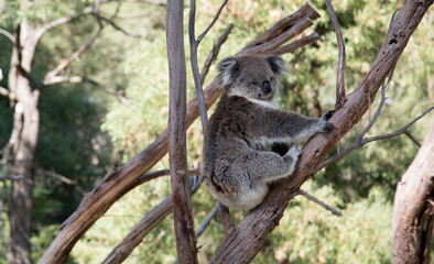 An Australian Koala (Phascularctos cinereus). Black and White.