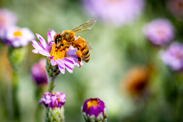 Honey Bee on Pink and Purple Flowers in the Garden