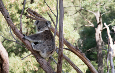 An Australian Koala (Phascularctos cinereus).