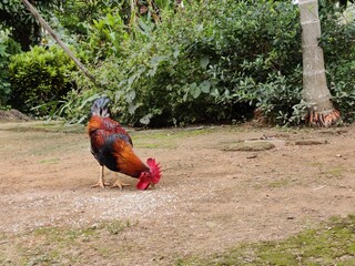 rooster in the garden © Anupkumar