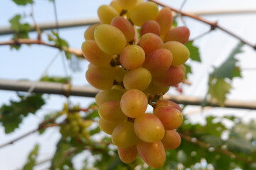 Green grapes in the vineyard
