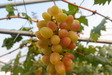 Green grapes in the vineyard