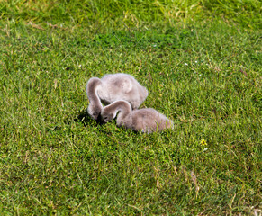 Some newly hatched West Australian black swan cygnus atratus young cygnets in Big Swamp Bunbury Western Australia on a fine afternoon in winter are a delight as they sit in the grass.