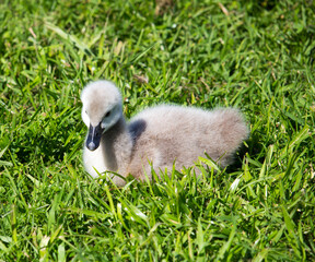 Some newly hatched West Australian black swan cygnus atratus young cygnets in Big Swamp Bunbury Western Australia on a fine afternoon in winter are a delight as they sit in the grass.