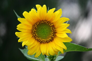 Close up Sunflower on the field