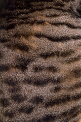 Spotted hair of a domestic cat, wool texture, close-up