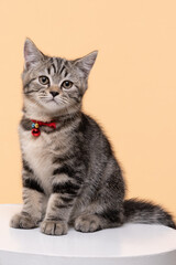 Portrait of Cute young cat Scottish breed on Beige background