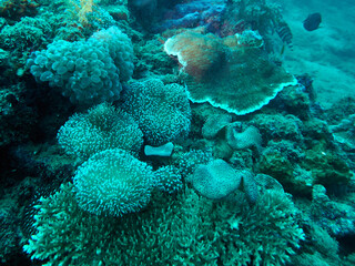 The underwater world in Mayotte