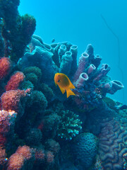 The underwater world in Mayotte