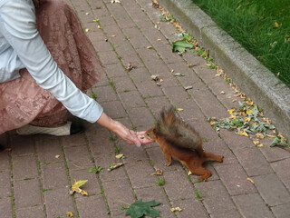 red squirrel in search of food among greens, selective focus