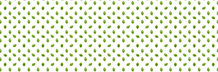 Basil banner. Green leaves of fresh italian basil background on whte backdrop. Basil leaves isolated on white background. flat lay