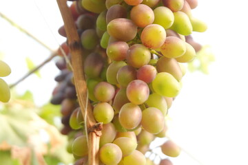Green grapes in the vineyard