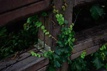 ivy on the fence